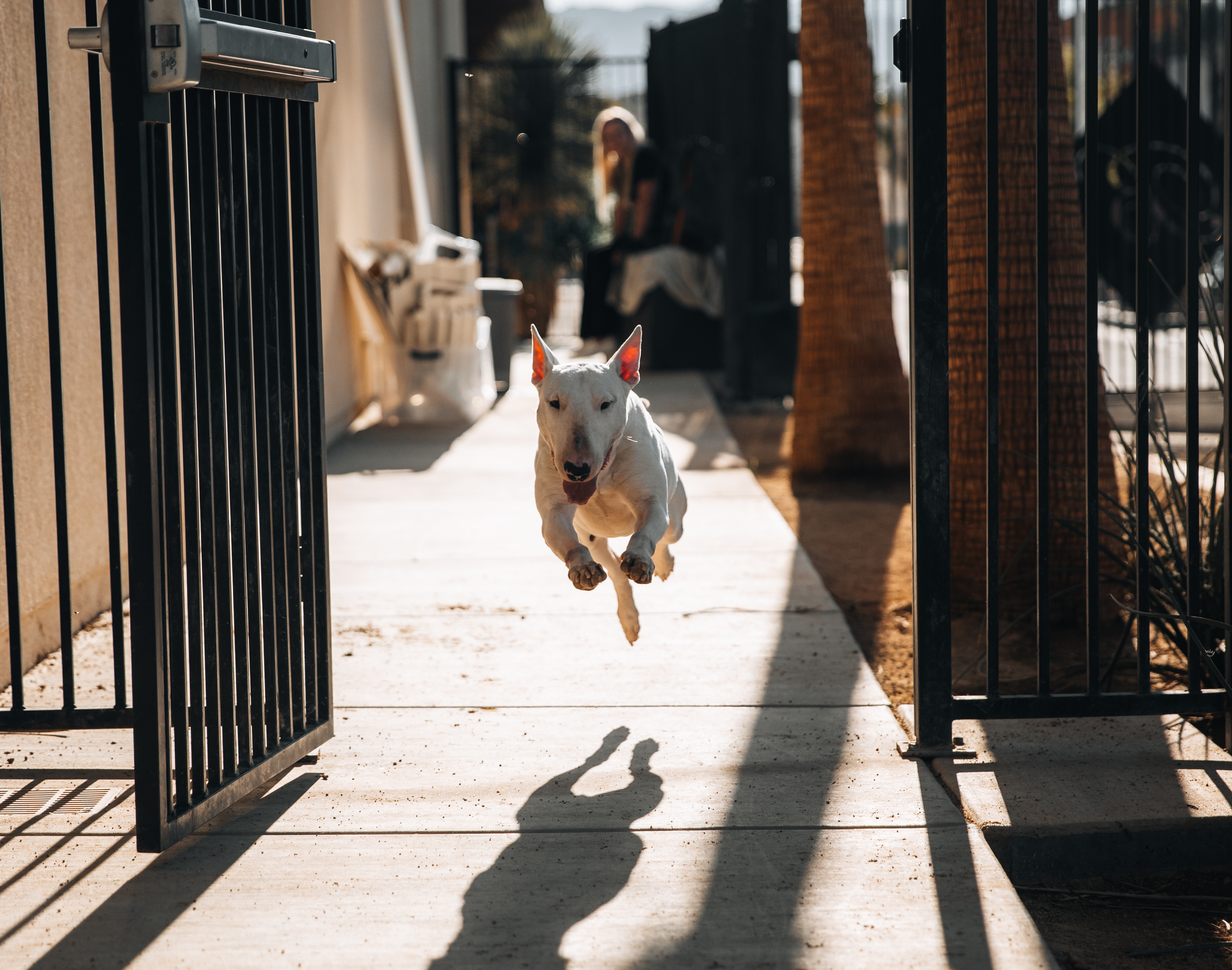 Bull Terrier close portrait